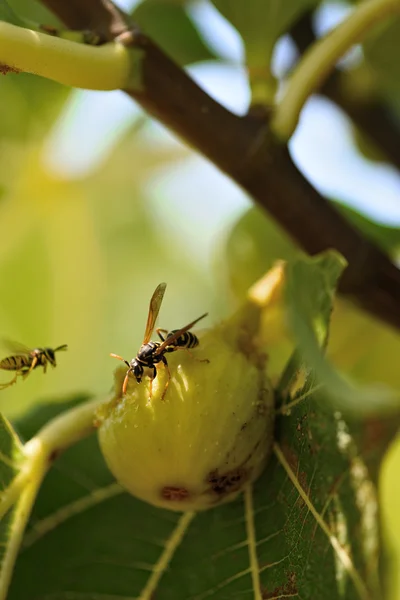 Wasp äta mogna fikon frukt på fikonträdet — Stockfoto