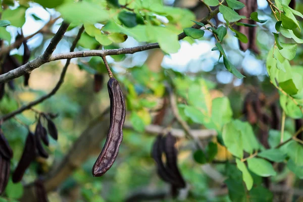 Keçiboynuzu ağacı dalı ile Carobs