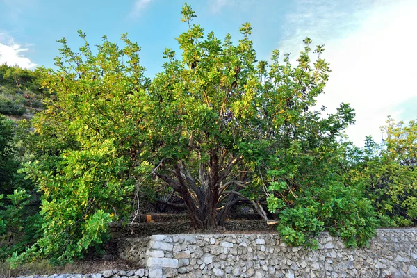 Keçiboynuzu ağacı dalları