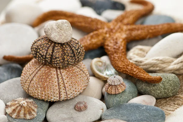 Sea urchins — Stock Photo, Image