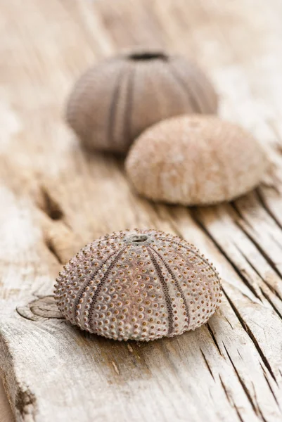 Sea urchins — Stock Photo, Image