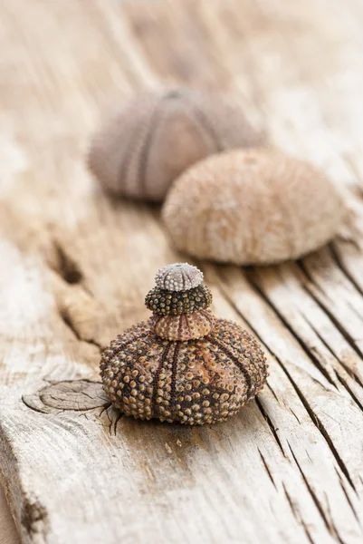 Sea urchins — Stock Photo, Image