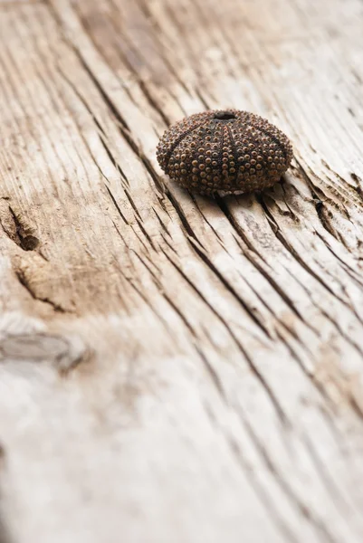 Sea urchin — Stock Photo, Image