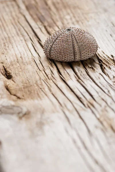 Sea urchin — Stock Photo, Image