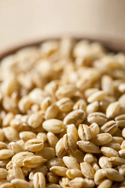 Barley — Stock Photo, Image