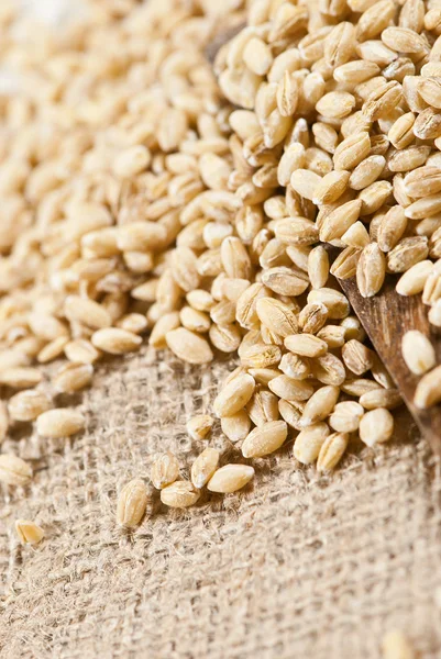 Barley — Stock Photo, Image