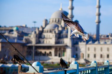 Seagull flies against the backdrop of the mosque, Turkey
