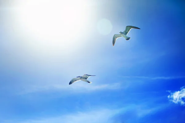 Pássaros voando no céu — Fotografia de Stock