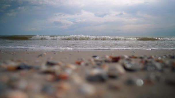 Conchas Marinhas Praia Borradas Ondas Mar Foco Vídeo — Vídeo de Stock