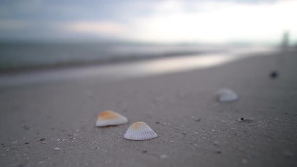 海と貝殻 ビーチや貝殻がビーチでクローズアップされます 海沿岸 — ストック動画