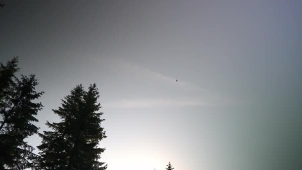 Samoloty Przelatujące Wysoko Niebie Silhuette Drzew — Wideo stockowe