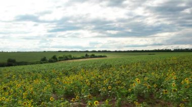 Güneşli bir yaz gününde ayçiçekleriyle dolu büyük bir tarla.