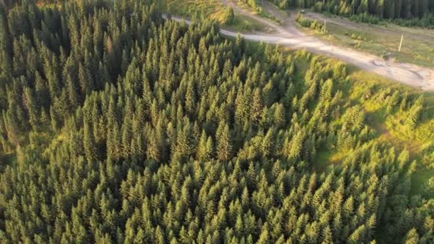 Vista Aerea Dall Alto Verso Basso Della Foresta Conifere Coperta — Video Stock
