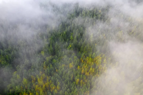 俯瞰布满针叶林的高山 树间弯道 — 图库照片