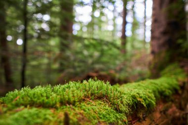 Yağmur sonrası ormanda güneşli hava. Ukrayna, Yaremche yakınlarındaki bir ormanda yosun kaplı ağaç kütüğü.                         