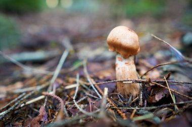 Ormandaki sineklere çok yakın bir yer. Ormandaki sinek manitalarına yaklaş. Kozalaklı ormanda mantar topluyor..                        