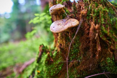 Yağmur sonrası ormanda güneşli hava. Ukrayna, Yaremche yakınlarındaki bir ormanda yosun kaplı ağaç kütüğü ve kökler.                         