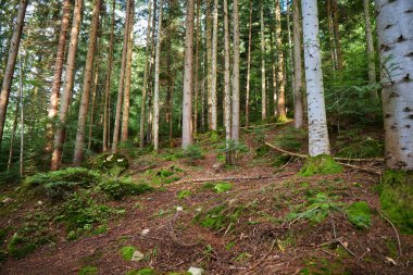 Yağmur sonrası ormanda güneşli hava. Ukrayna, Yaremche yakınlarındaki bir ormanda yosun kaplı ağaç kütüğü ve kökler.                              