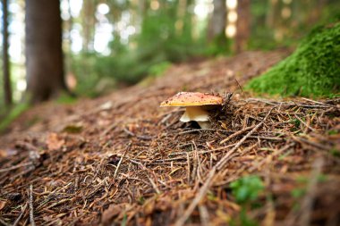 Ormandaki sineklere çok yakın bir yer. Ormandaki sinek manitalarına yaklaş. Kozalaklı ormanda mantar topluyor..                              