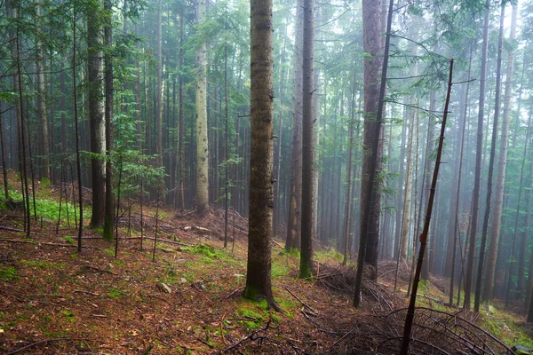 Mglista Pogoda Porannym Lesie Kolorowy Poranek Lesie Deszczu Koncepcja Zbierania — Zdjęcie stockowe