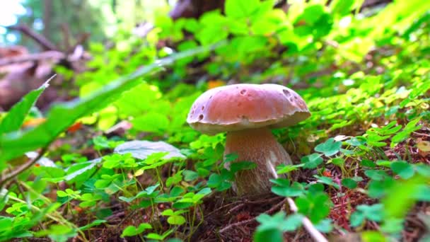 Människan Samlar Ätbar Svamp Skogen Samlar Vilda Svampar Sommarskogen Närbild — Stockvideo