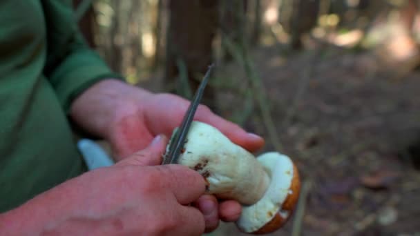 人类在森林里采集可食用的蘑菇 在夏天的森林里采集野生蘑菇用刀把一个采蘑菇的人的手紧紧地绑起来 用小刀割碎小蒲公英 — 图库视频影像