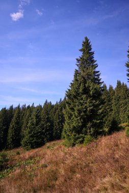 Karpatya dağlarındaki yürüyüş parkurunun güzel manzarası. Boş zaman ve açık havada dinlenme. Tepeleri fethetmek.  