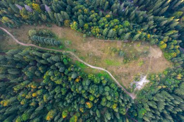 Havadan aşağıya, kozalaklı ormanlarla kaplı dağın manzarası. Ağaçlar arasında kıvrımlı yol.