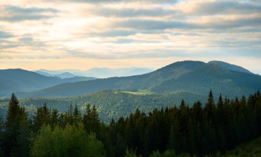 Dağların yaz arkaplanı. Kozalaklı ormanları ve yeşil yamaçları olan vahşi dağlarda nefes kesici bir yaz günü. Sabah dağlarının manzarası. Karpatya 'nın canlı manzaraları.