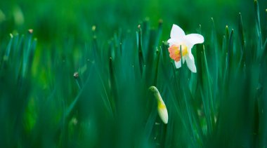 Bir bahar gününde nergis çiçeği