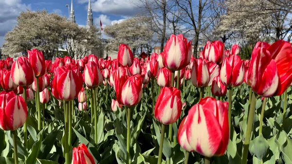 Tulpen Einem Frühlingstag — Stockfoto