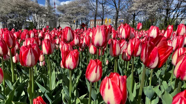 Tulpen Einem Frühlingstag — Stockfoto