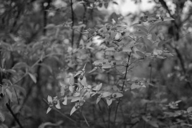 Bir yaz gününde şehir manzarası