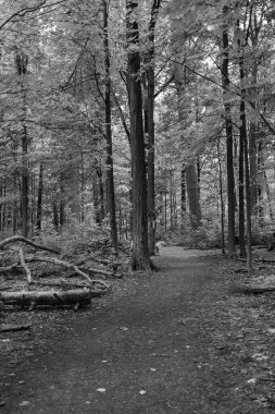 Bir yaz gününde şehir manzarası