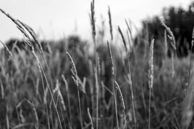 Bir yaz gününde şehir manzarası