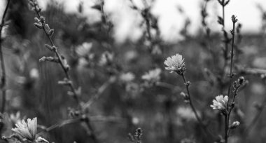 Yağmurdan sonra çiçekler