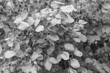 Ağaç dalında meyveler