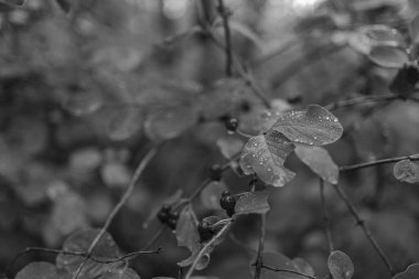 Ağaç dalında meyveler