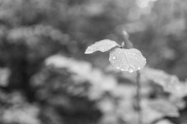 Ağaç dalında meyveler