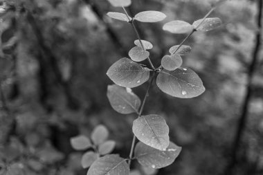 Ağaç dalında meyveler