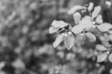 Ağaç dalında meyveler