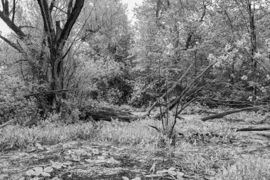 Yağmur yağdıktan sonra orman