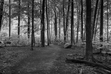 Yağmur yağdıktan sonra orman