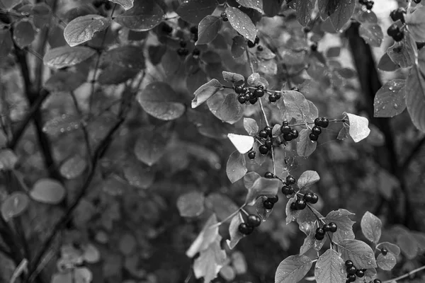 Baies Sur Une Branche Arbre — Photo