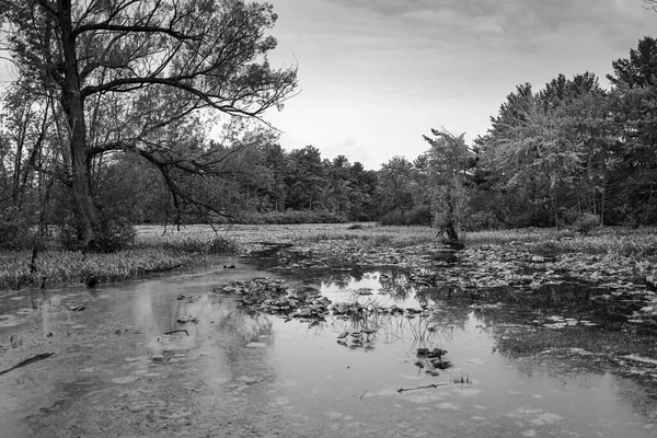 Forêt Après Une Chute Pluie — Photo