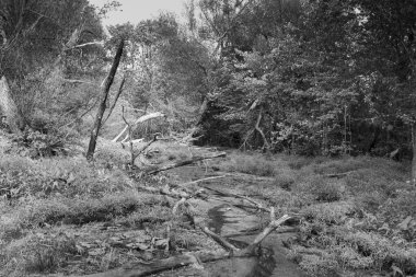 Güzel yeşil ağaçları olan yeşil bataklık.