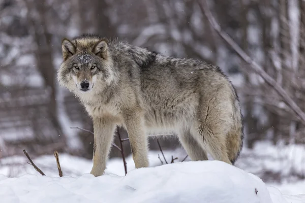 Samotny wilk drewna — Zdjęcie stockowe