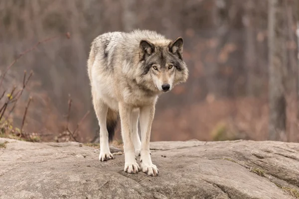 Un lupo solitario — Foto Stock