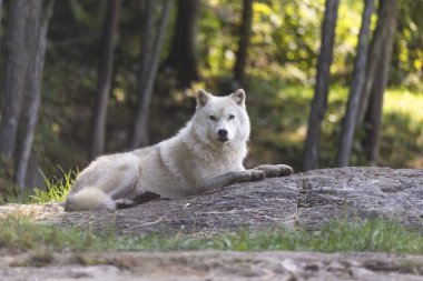Düşüş sırasında yalnız Arctic kurt