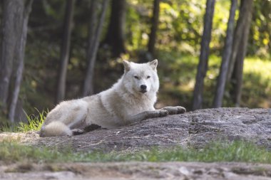 Düşüş sırasında yalnız Arctic kurt